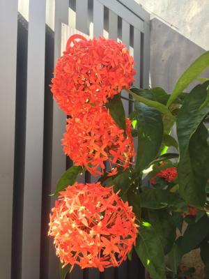龙船花