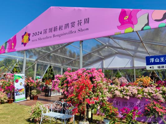 2024莲花山勒杜鹃展
