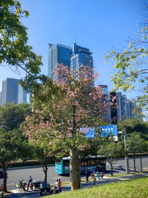 2024莲花山簕杜鹃花展
