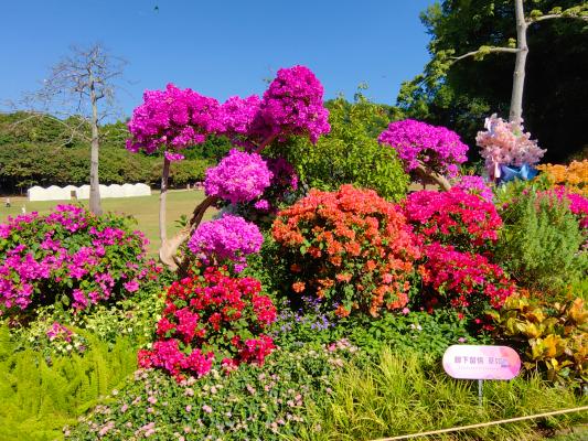 2024莲花山簕杜鹃花展