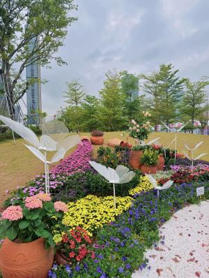 2025粤港澳大湾区花展
