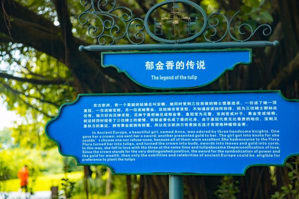 荷兰花卉小镇