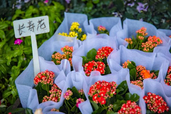 荷兰花卉小镇