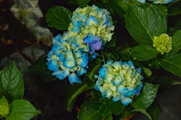 荷兰花卉小镇