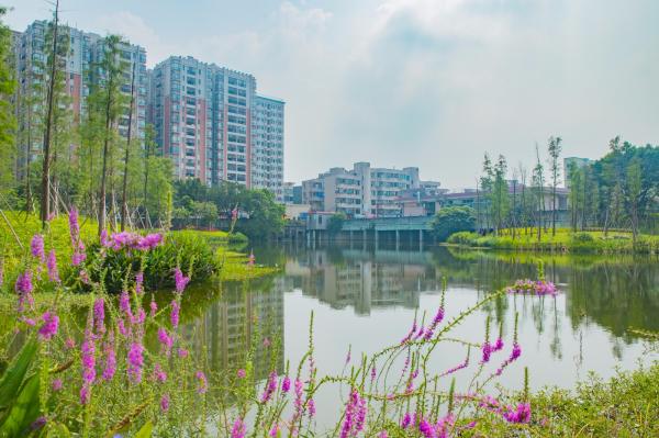 深圳万丰湖湿地公园
