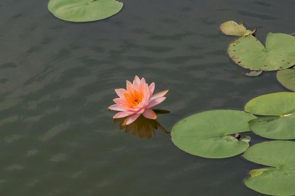 深圳万丰湖湿地公园