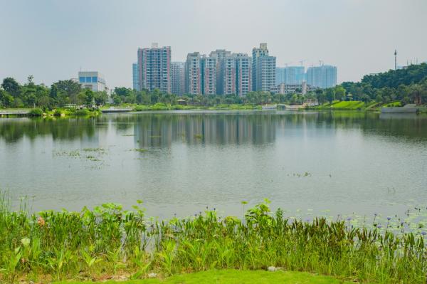 深圳万丰湖湿地公园