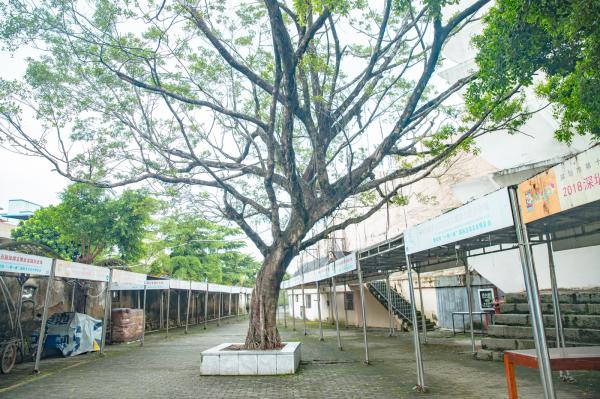 深圳龙园公园