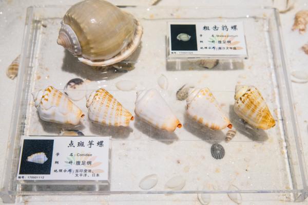 蛇口海洋博物馆