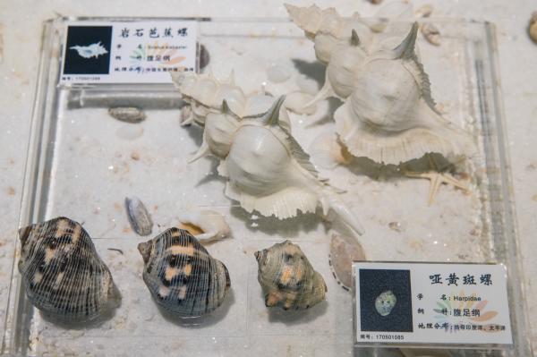 蛇口海洋博物馆