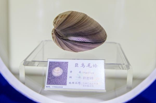 蛇口海洋博物馆