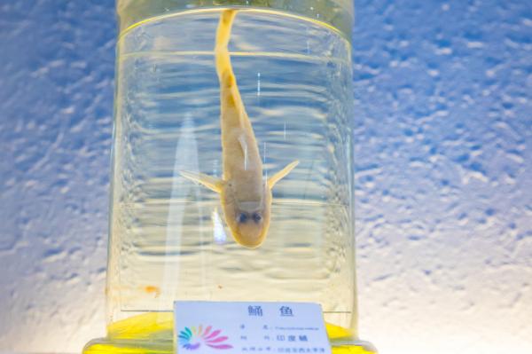 蛇口海洋博物馆