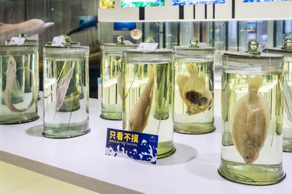 蛇口海洋博物馆