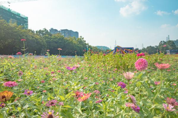 新安花田