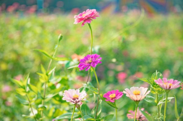新安花田