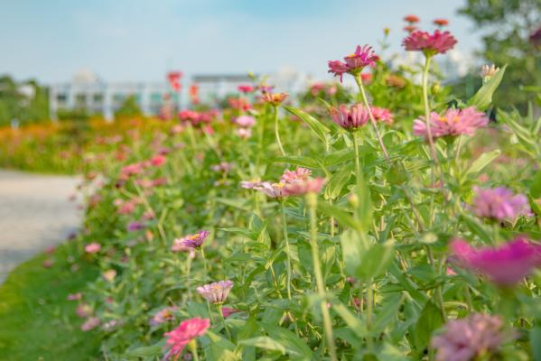 新安花田