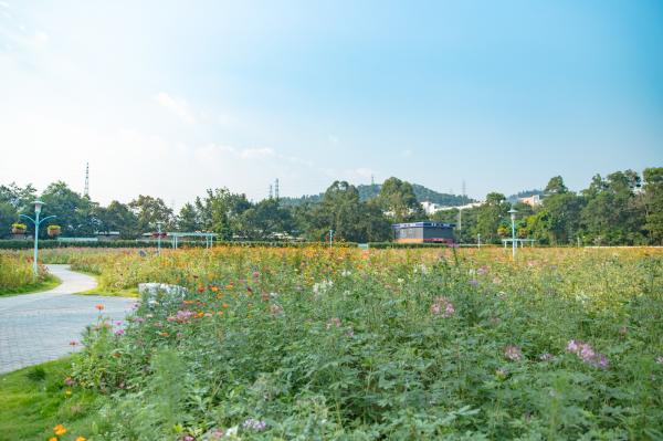 新安花田