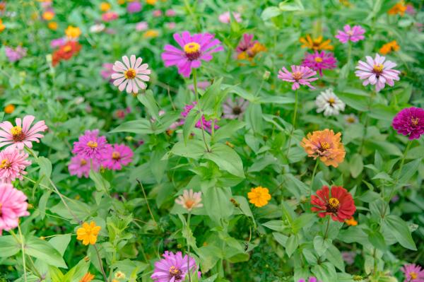 新安花田