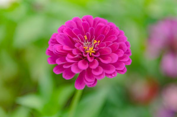 新安花田