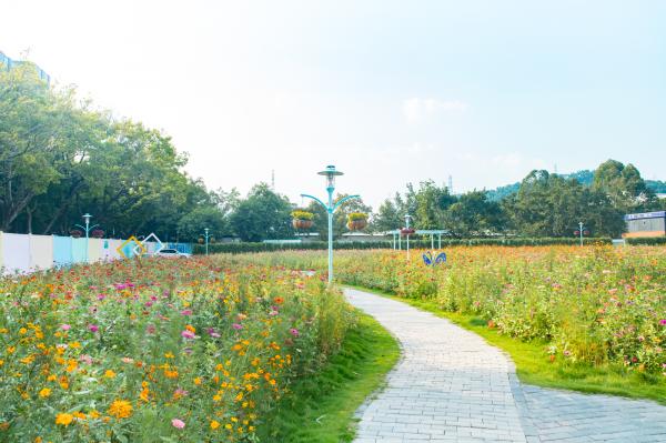 新安花田