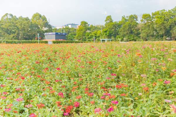 新安花田