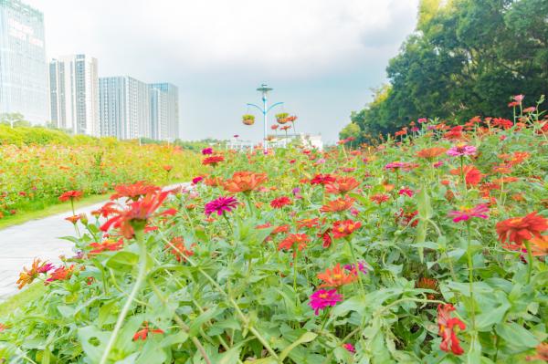 新安花田