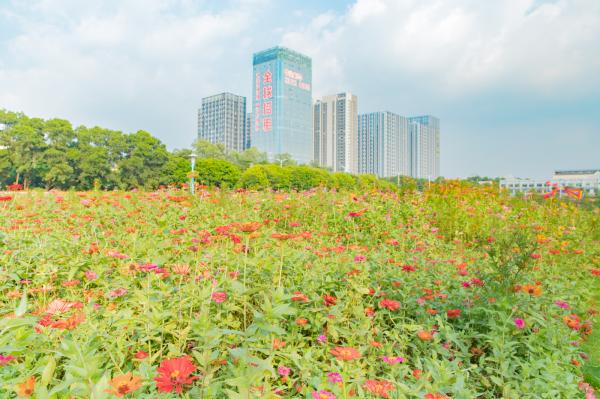 新安花田