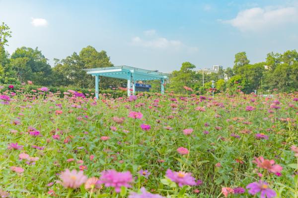 新安花田