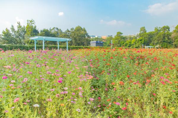 新安花田