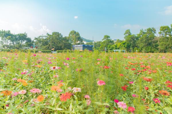 新安花田