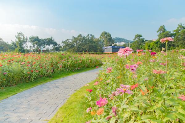 新安花田