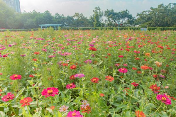 新安花田