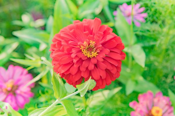 新安花田
