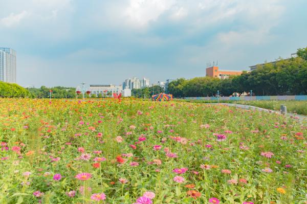 新安花田
