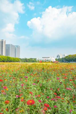 新安花田