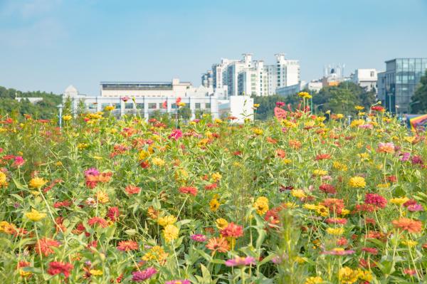 新安花田