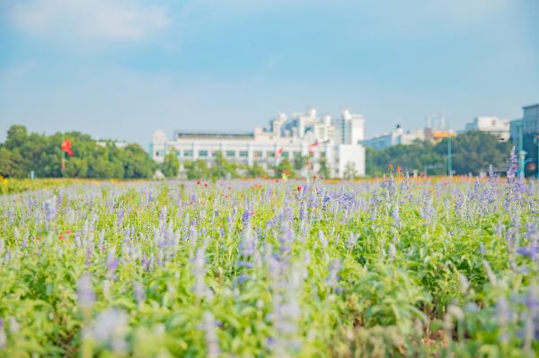 新安花田