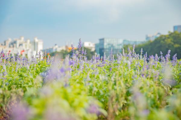 新安花田