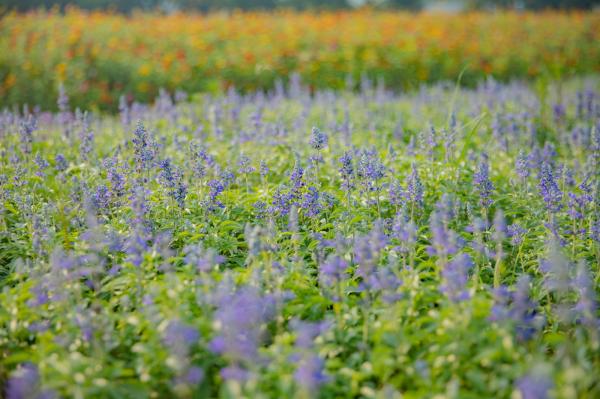 新安花田
