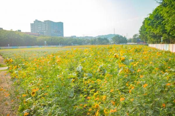 新安花田
