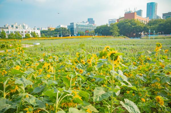 新安花田