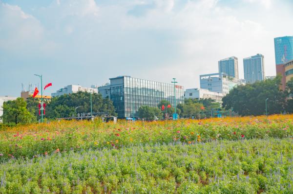 新安花田