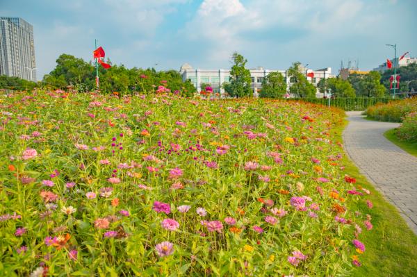 新安花田