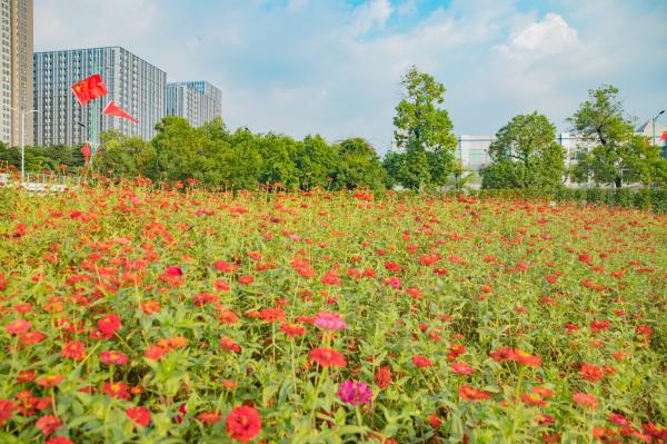 新安花田