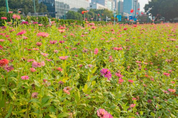 新安花田