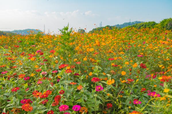 新安花田