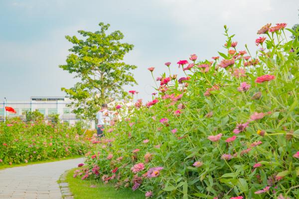 新安花田