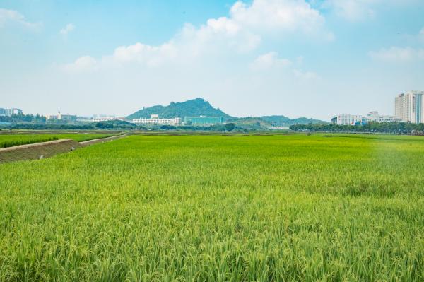 光明小镇欢乐田园