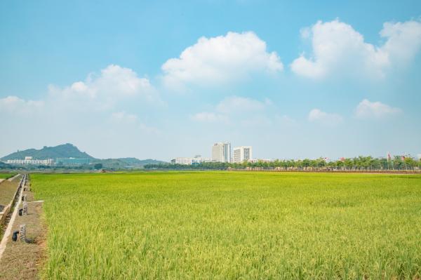 光明小镇欢乐田园