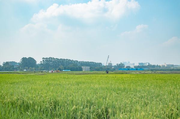 光明小镇欢乐田园